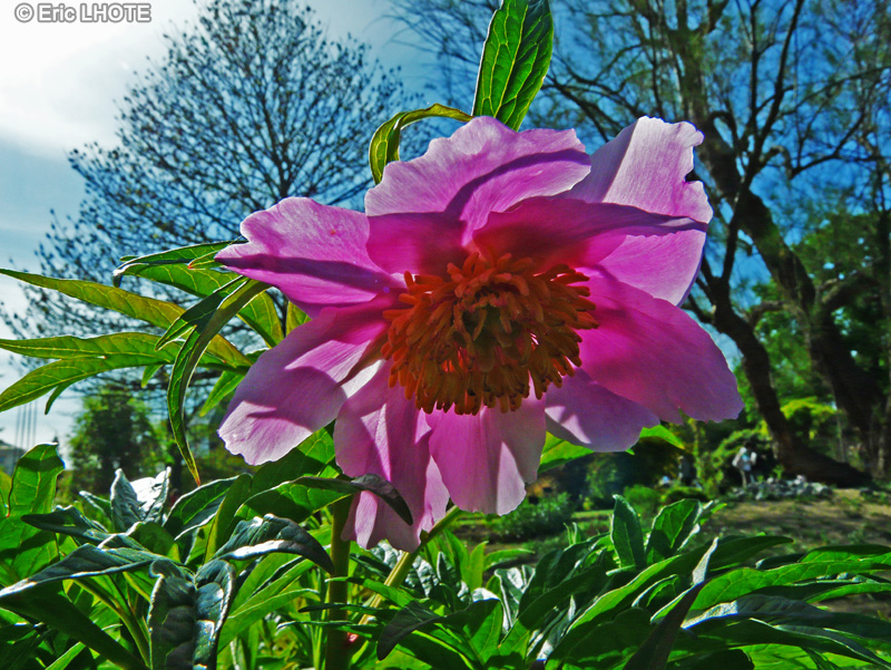 Paeoniaceae - Paeonia veitchii - Pivoine de Veitch