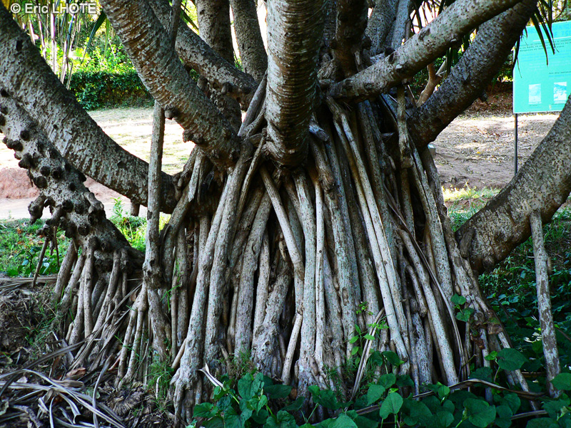  - Pandanus odoratissimus - 