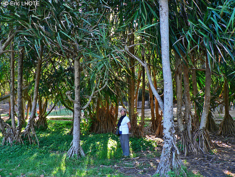 Pandanaceae - Pandanus odoratissimus - Pandanus, Vacoa