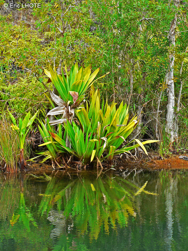 Pandanaceae - Pandanus platyphyllus - Pandanus, Vacoa