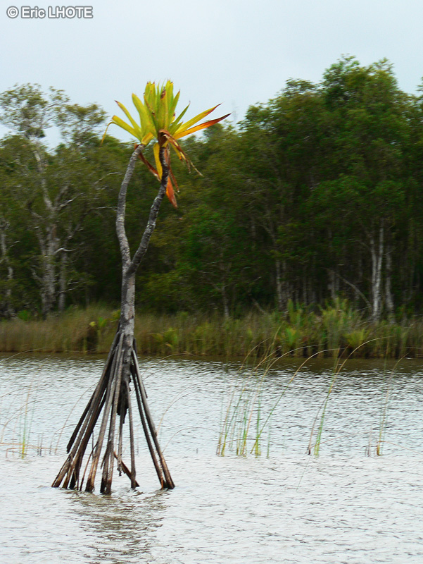  - Pandanus platyphyllus - 