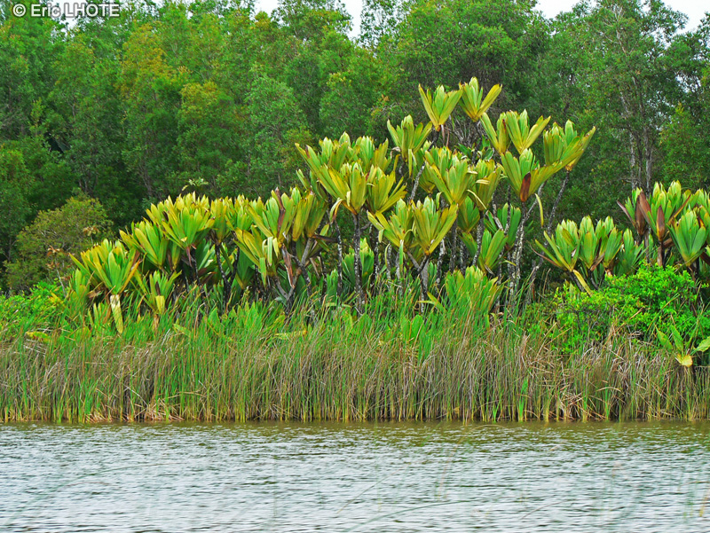  - Pandanus platyphyllus - 