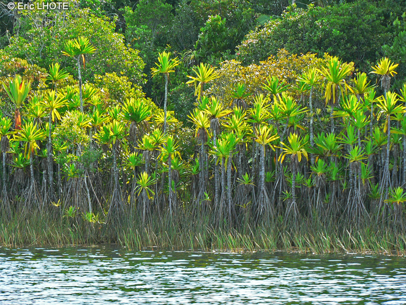  - Pandanus platyphyllus - 