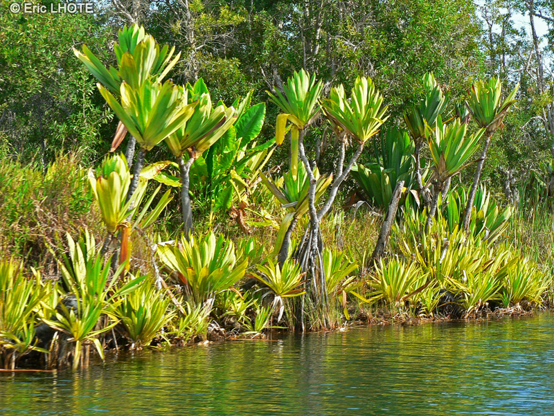  - Pandanus platyphyllus - 