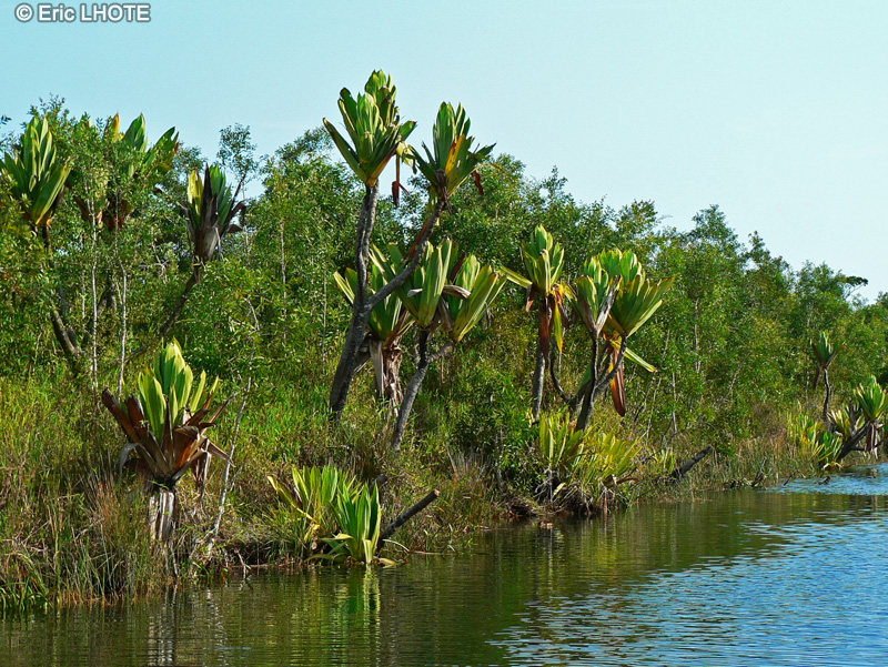 - Pandanus platyphyllus - 