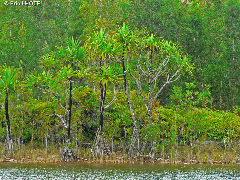  - Pandanus sp. - 