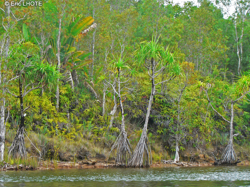  - Pandanus sp. - 