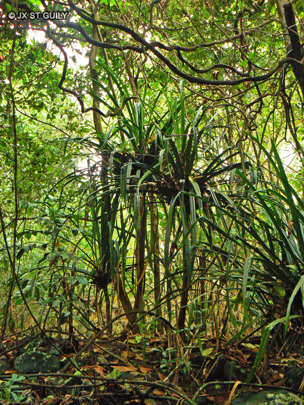  - Pandanus sp. - 