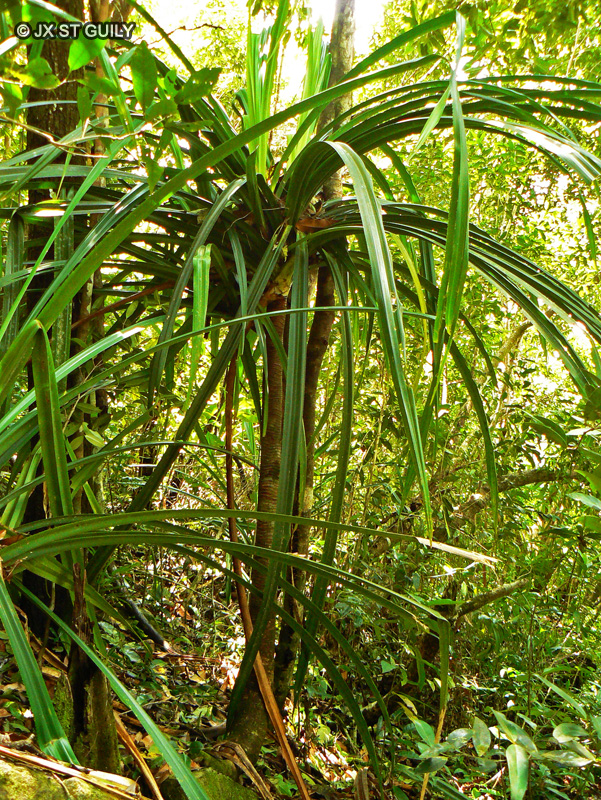  - Pandanus sp. - 