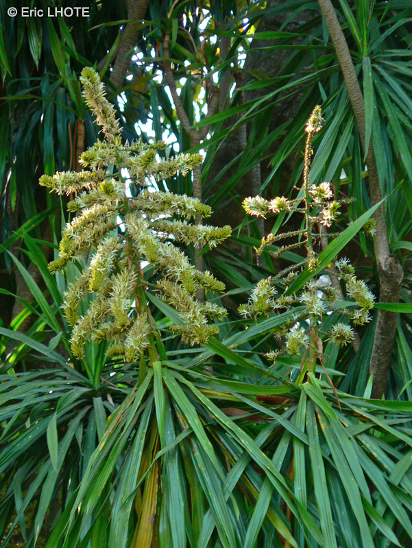  - Pandanus sp. - 