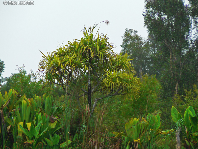 Pandanaceae - Pandanus sp. - Pandanus, Vacoa