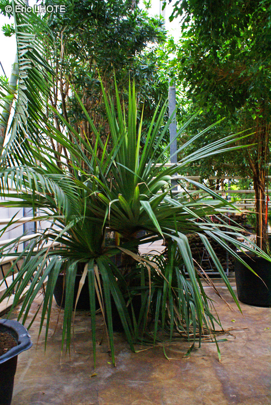  - Pandanus utilis - 