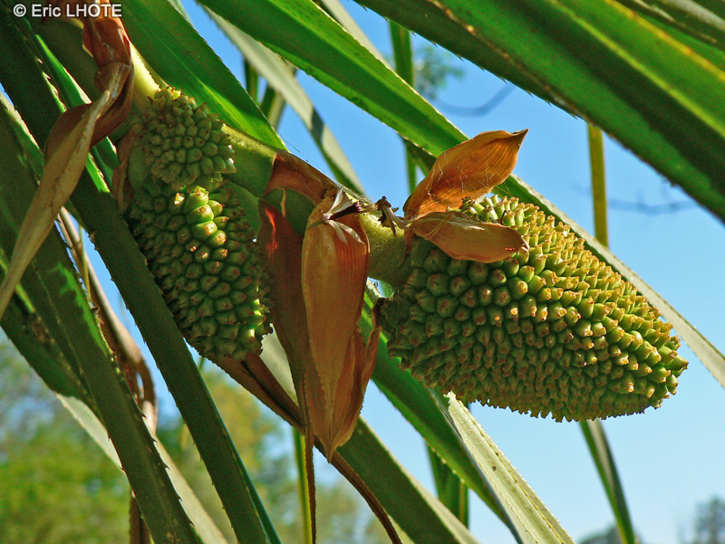  - Pandanus utilis - 