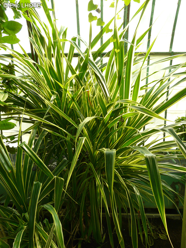 Pandanaceae - Pandanus veitchii - Pandanus