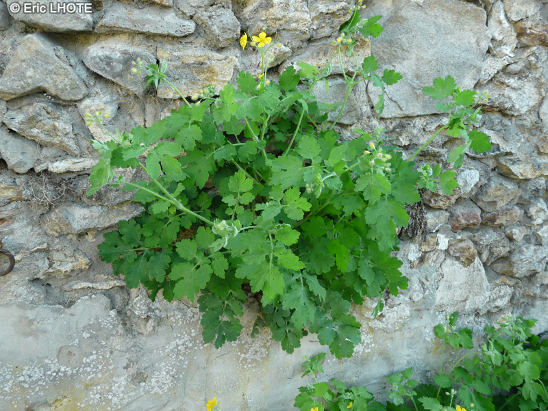  - Chelidonium majus - 