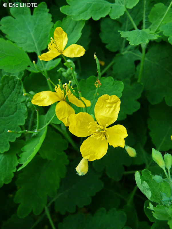 Papaveraceae - Chelidonium majus - Grande Ch&eacute;lidoine
