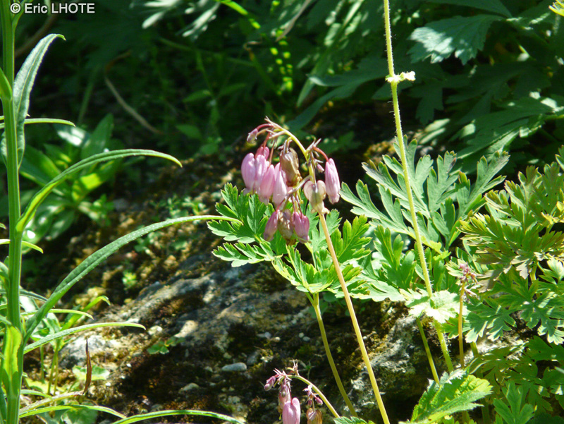  - Dicentra eximia - 