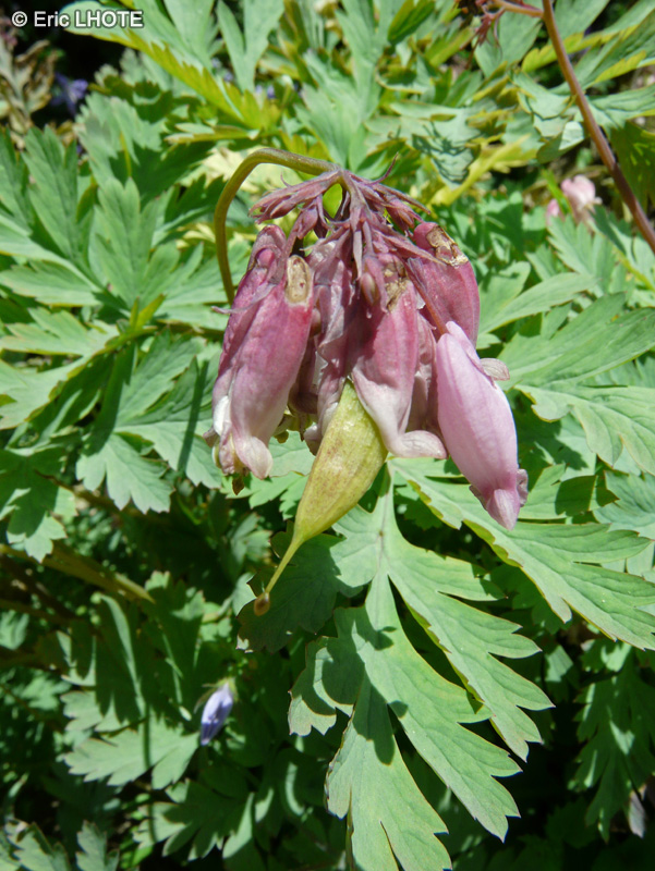  - Dicentra formosa - 