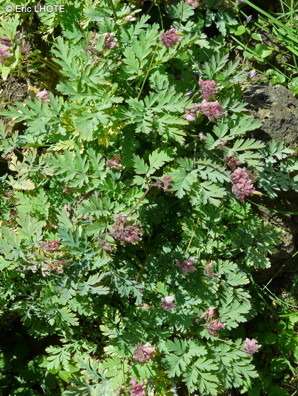 Papaveraceae - Dicentra formosa - Coeur saignant
