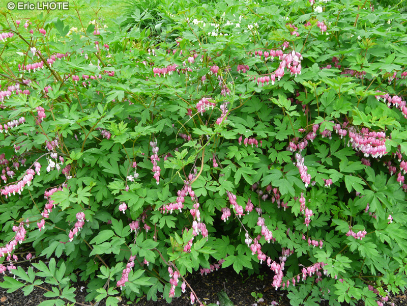  - Dicentra spectabilis - 