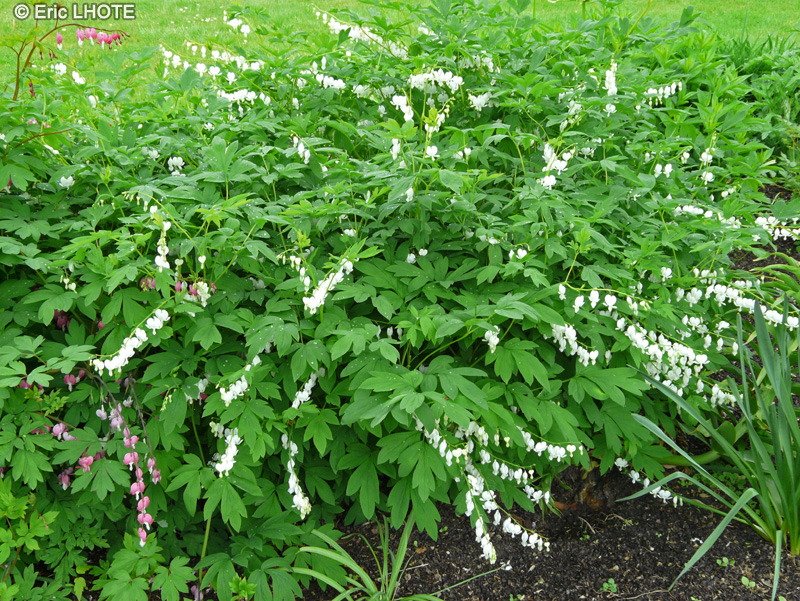  - Dicentra spectabilis Alba - 