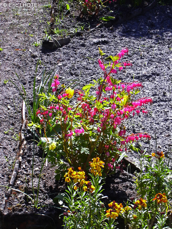 Papaveraceae - Dicentra spectabilis - Coeur de Marie, Coeur de Jeannette