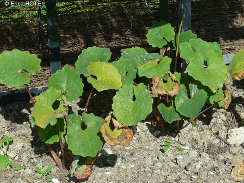 Papaveraceae - Eomecon chionantha - Eomecon