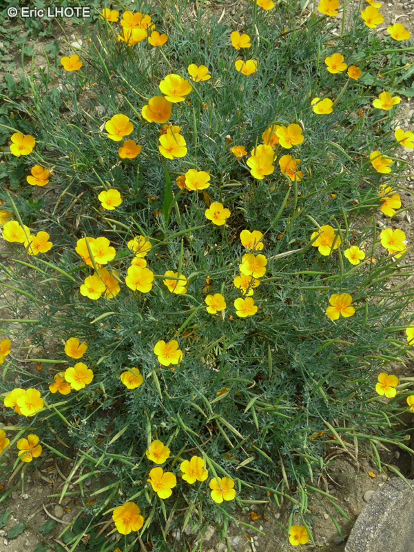  - Eschscholzia californica - 