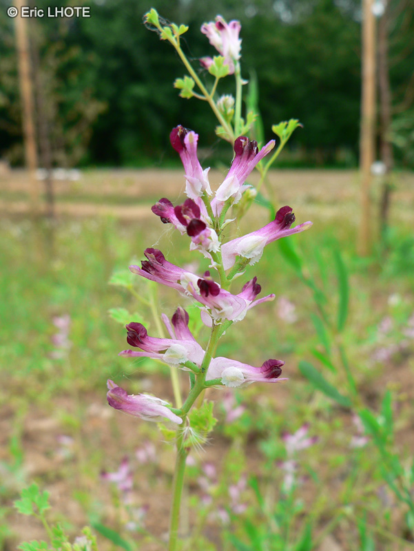 Papaveraceae - Fumaria capreolata - Fumeterre grimpante, Fumeterre grimpante