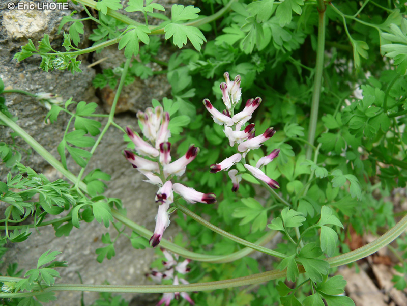 Papaveraceae - Fumaria muralis - Fumeterre des murs