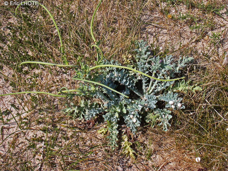  - Glaucium flavum - 