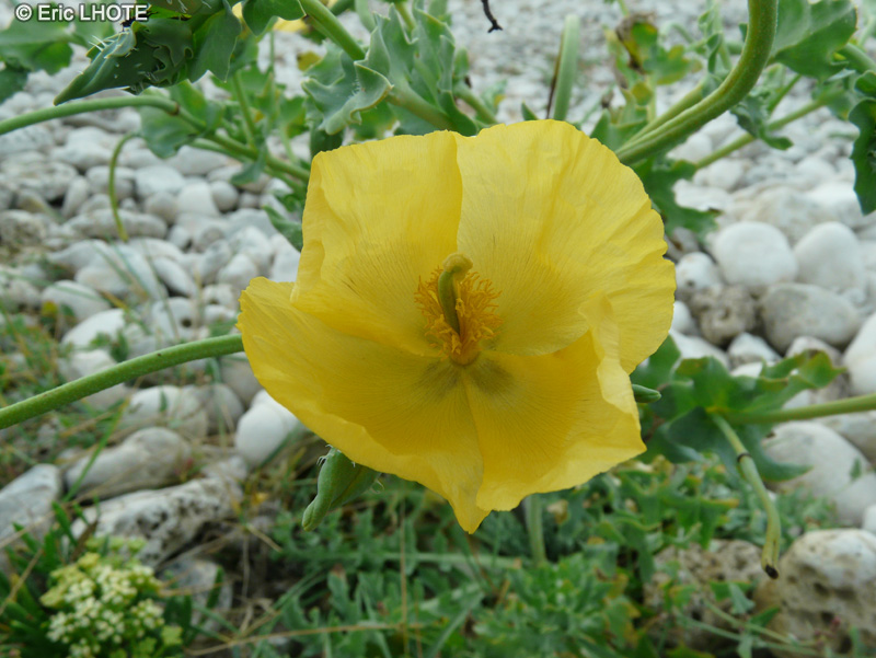  - Glaucium flavum - 