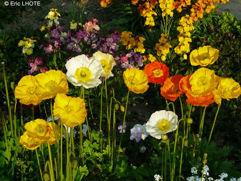  - Papaver alpinum - 