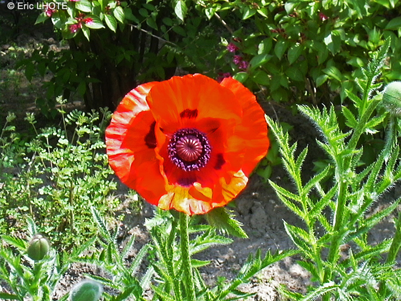 Papaveraceae - Papaver bractaeum - Pavot