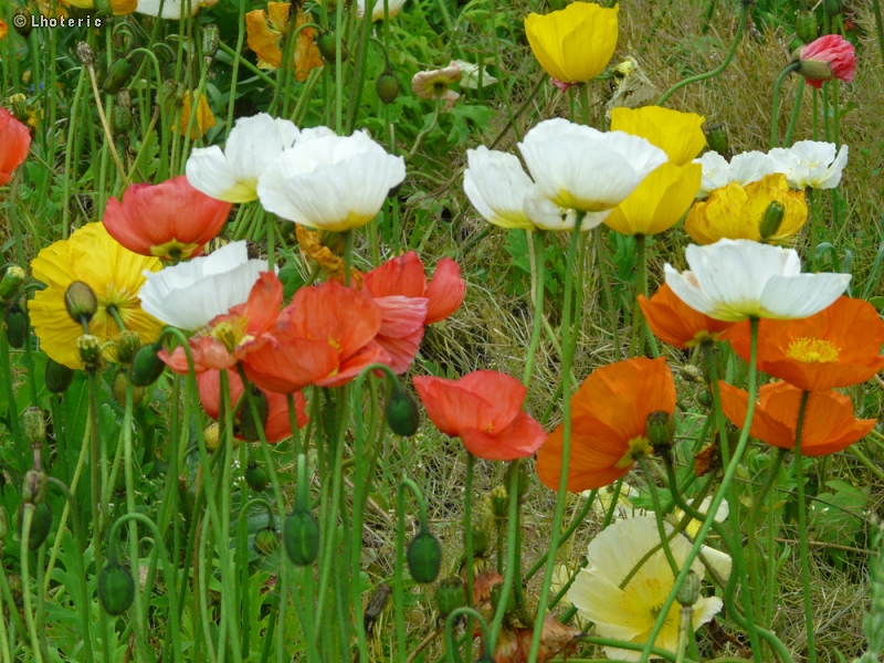 Papaveraceae - Papaver nudicaule - Pavot d’Islande
