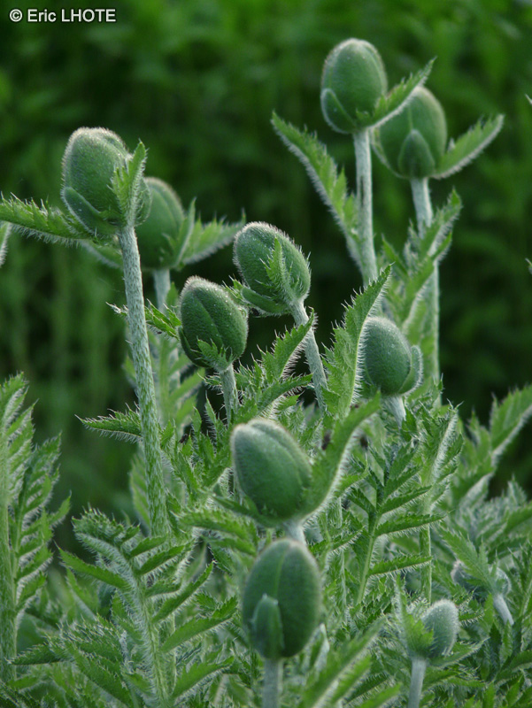  - Papaver orientale - 