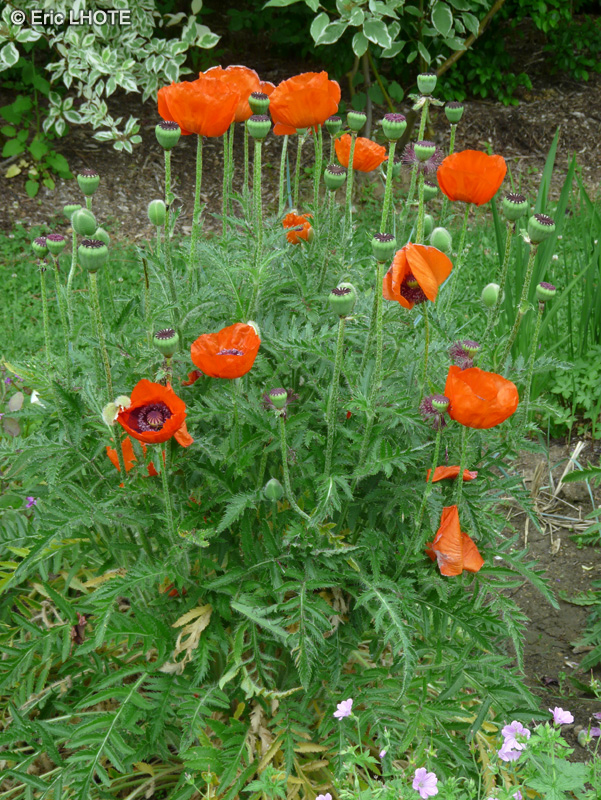  - Papaver orientale - 