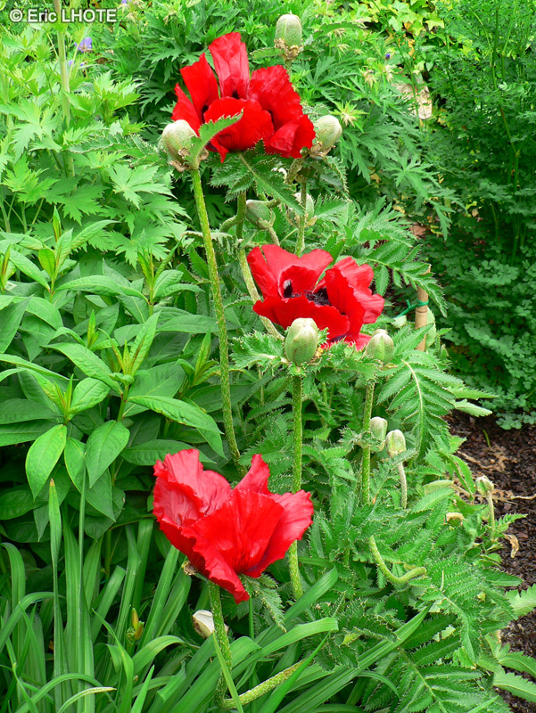  - Papaver orientale - 