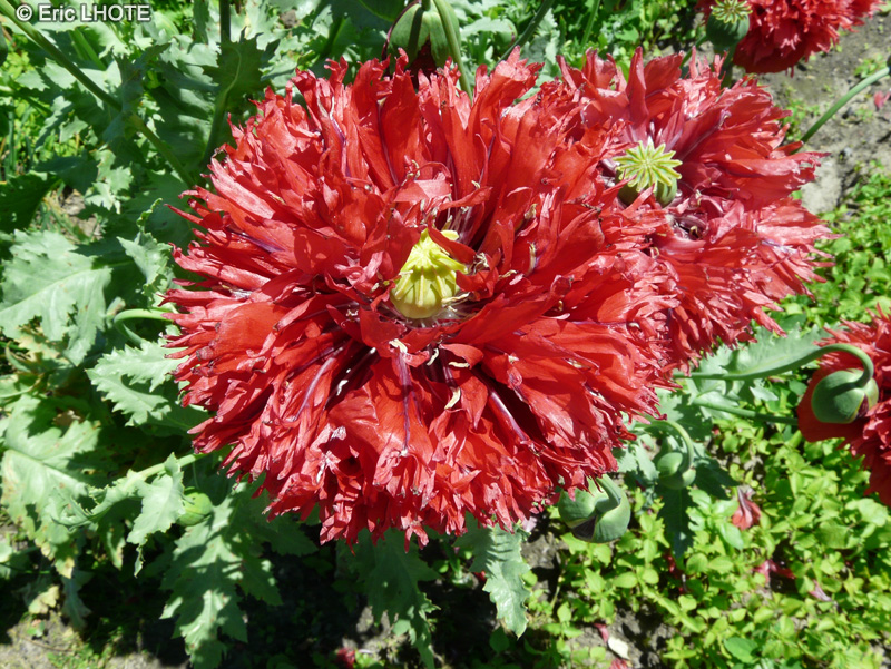  - Papaver paeoniflorum - 