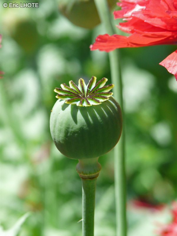  - Papaver paeoniflorum - 