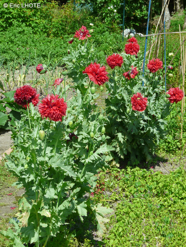 Papaveraceae - Papaver paeoniflorum - Pavot &agrave; fleurs de Pivoine