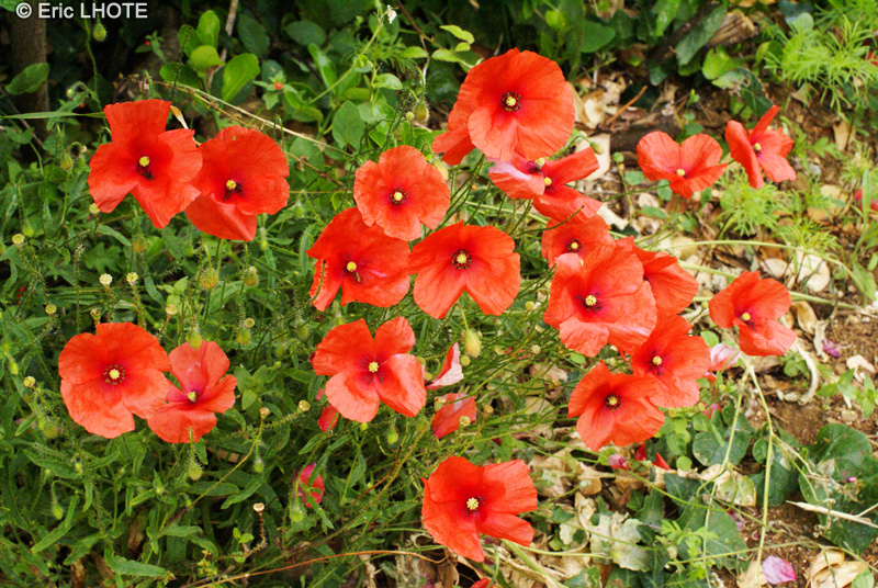 Papaveraceae - Papaver rhoeas - Coquelicot, Ponceau, Gravesolle, Coq, Pavot des champs, Mahon, Chaudi&egrave;re du diable