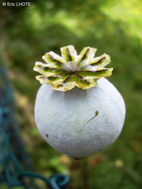  - Papaver somniferum - 