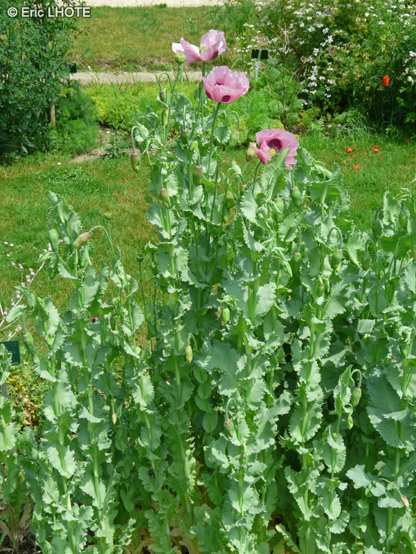  - Papaver somniferum - 