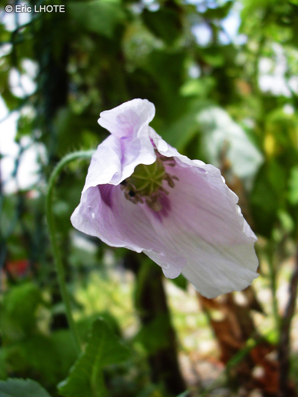 Papaveraceae - Papaver somniferum - Pavot à opium, Pavot somnifère