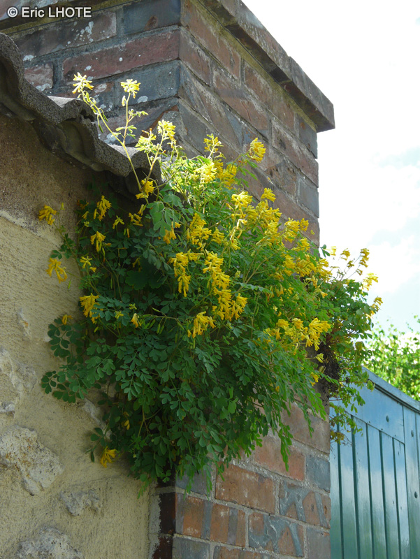 Papaveraceae - Pseudofumaria lutea - Corydale d&rsquo;or, Corydale jaune