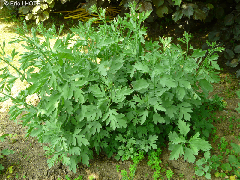 Papaveraceae - Romneya coulteri - Pavot en arbre, Faux pavot