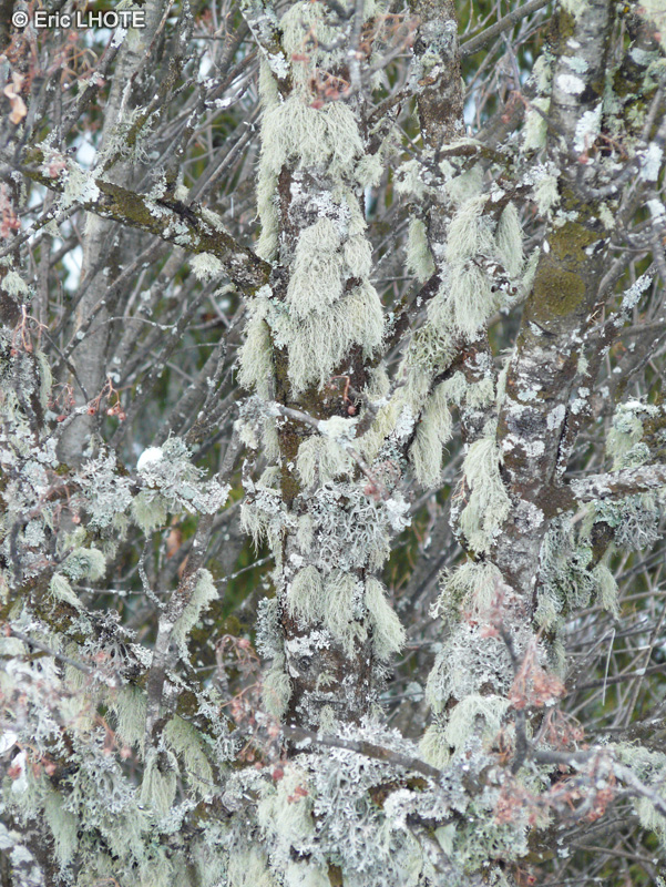 - Usnea filipendula - 
