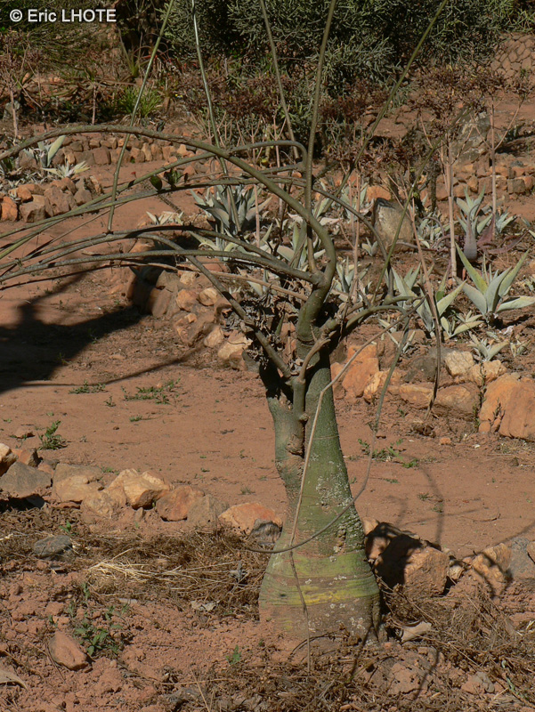 Passifloraceae - Adenia olaboensis - Adenia