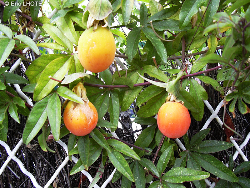  - Passiflora caerulea - 